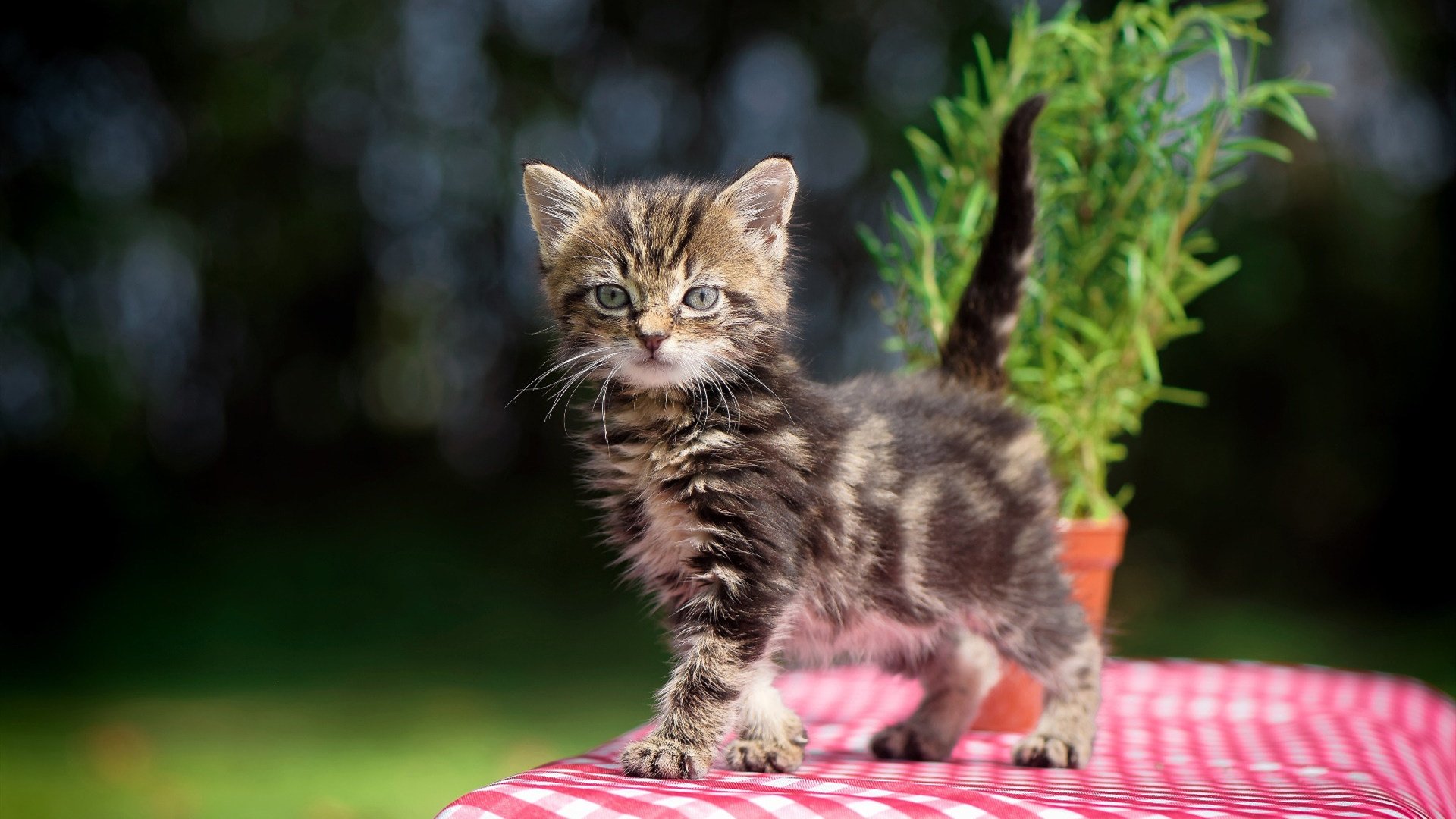 逆转齿轮与少年神谕，当佩德里为葡萄牙推开一扇独一无二的胜利之门