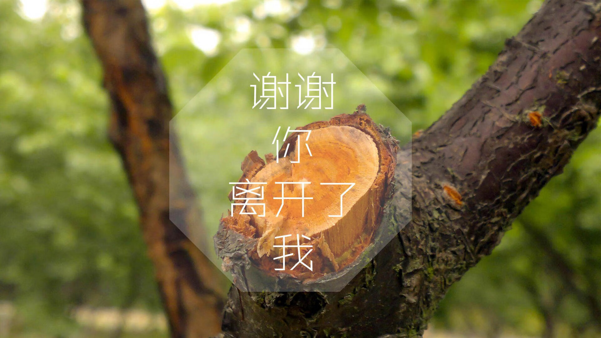 跨界奇迹，约基奇关键制胜助鹈鹕险胜步行者，改写比赛剧本