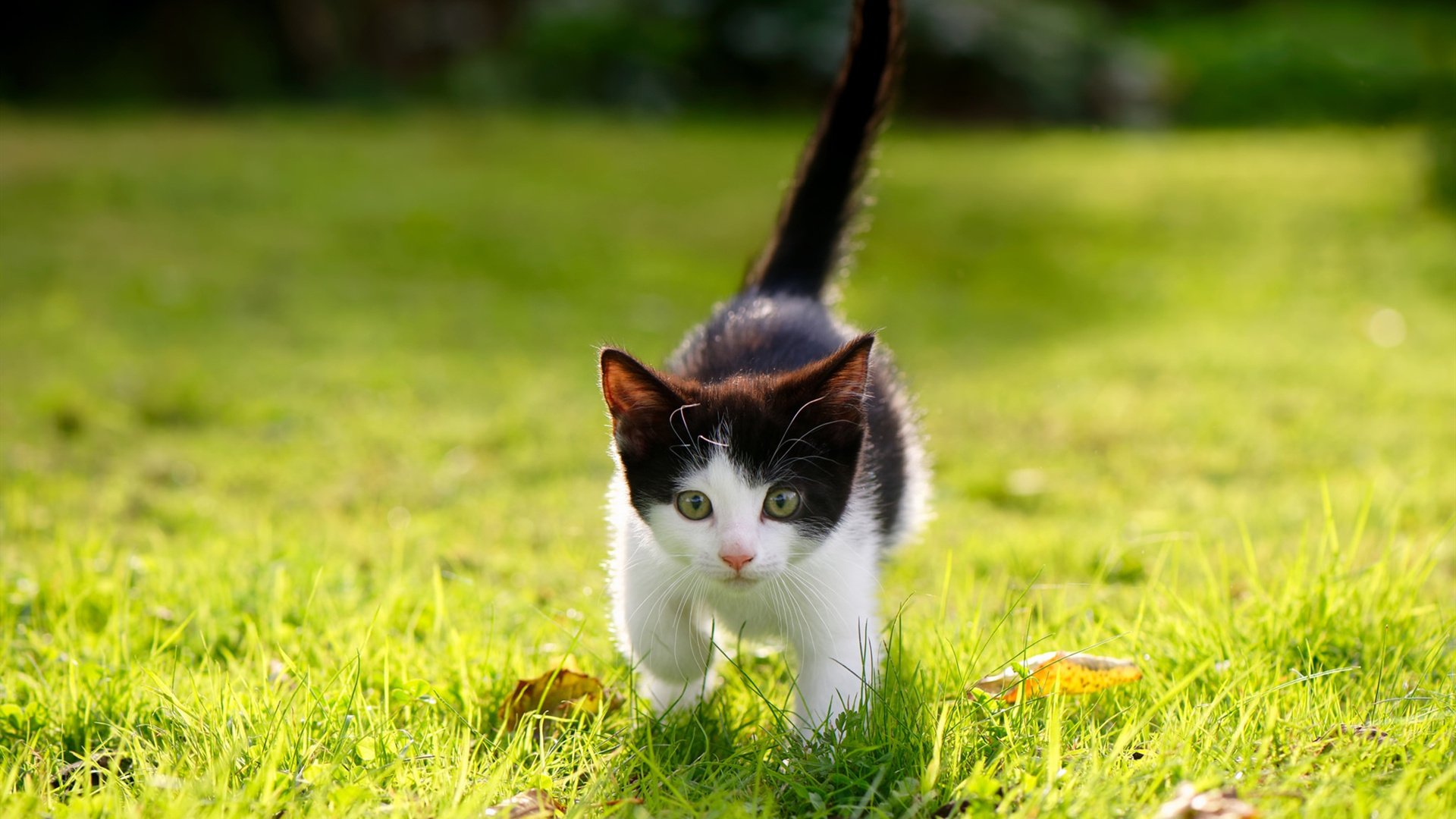 新王当立!马丁内利独闯龙潭助佛罗伦萨力克巴黎,一战惊艳欧洲