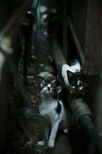 爱游戏-速度与高度，当F1新星接管赛道，开拓者已在费城斩落巨人