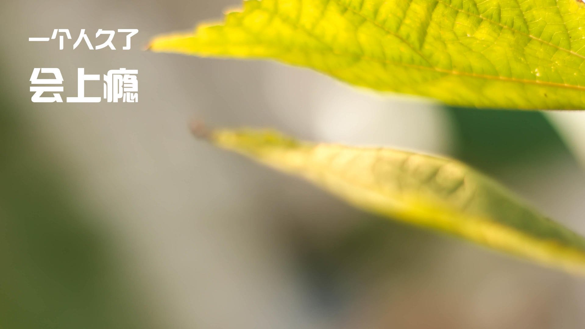 云端孤胆，东契奇压哨绝杀，独行侠悬崖边夺下排名生死战