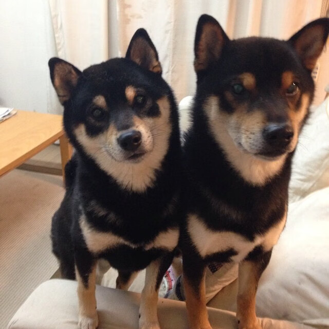 红与白的胜利叙事