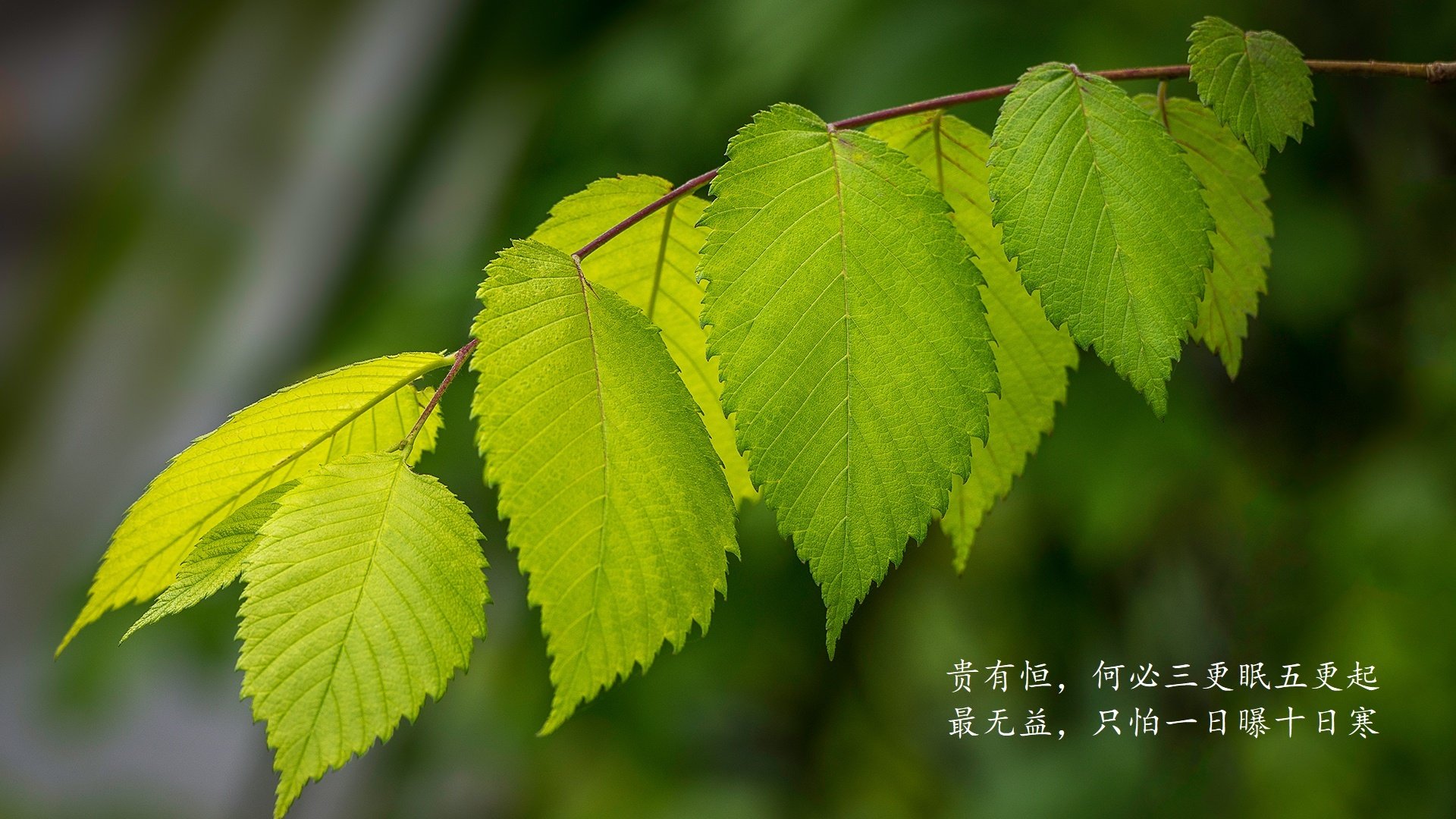 北境之光与南亚风暴,当奥斯梅恩的剑锋,劈开2026世界杯G组的宿命之门